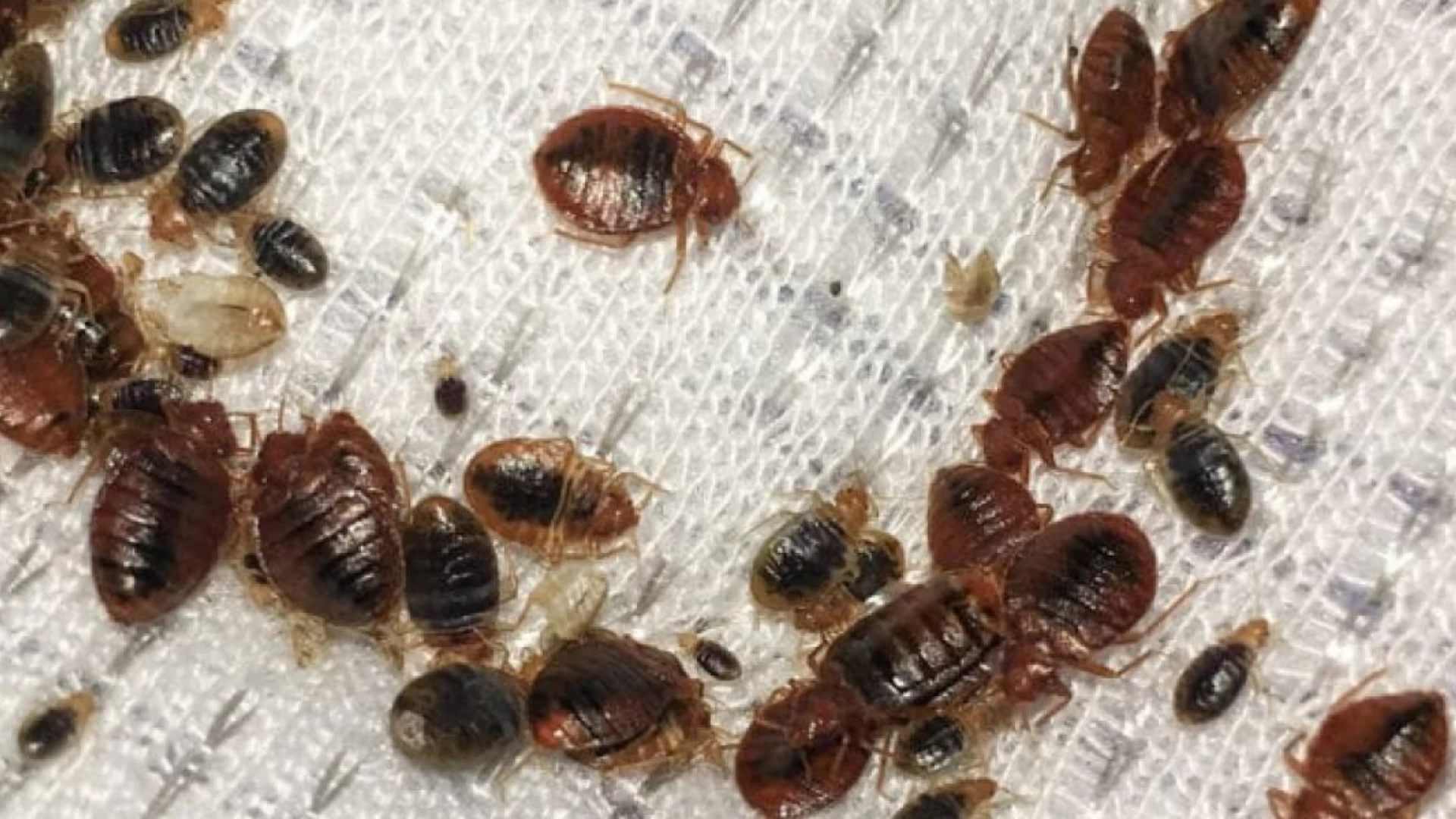 Ploșnițe de pat: cum scăpăm de ele ?